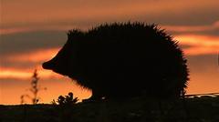 Hedgehog among four chosen animals to feature on your new banknotes — BBC Business, New York Business news