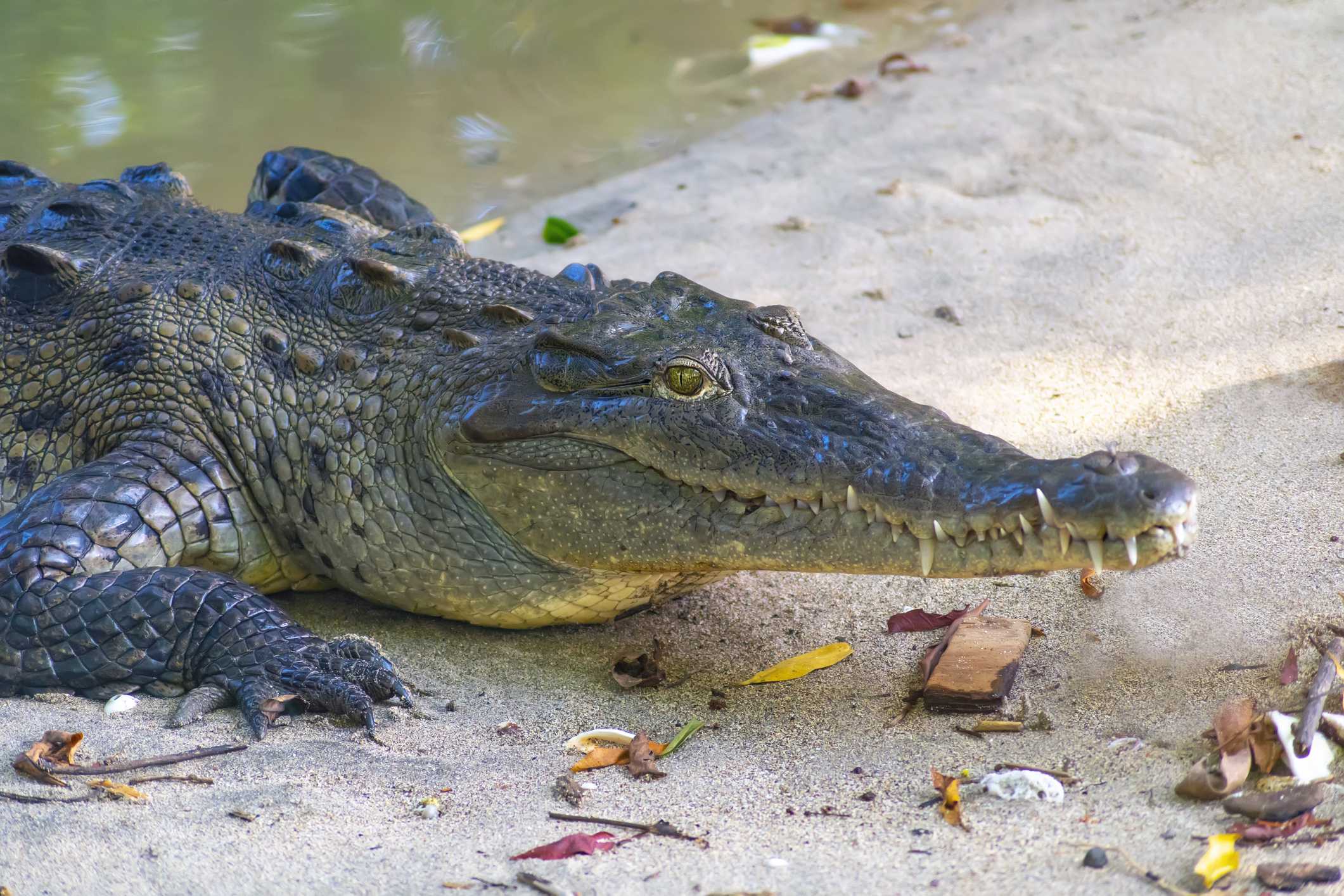 Florida crocodile dies from lead poisoning in first-of-its-kind case, officials say — WESH 2 Orlando