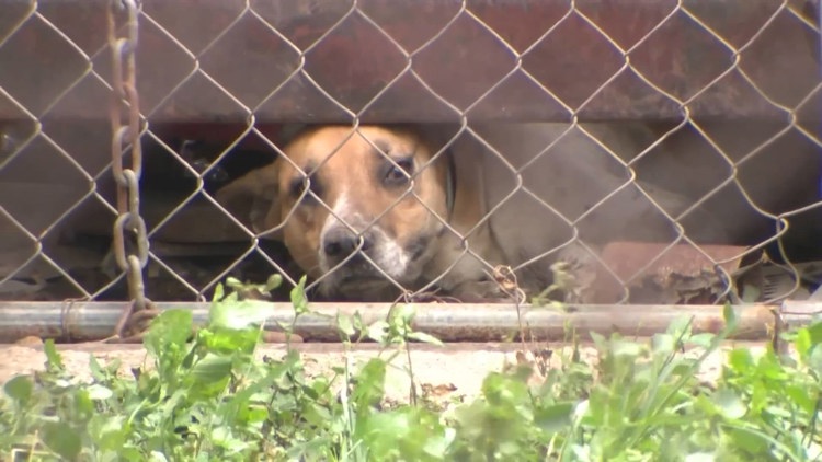 Animal Care Services seizes more than a dozen dogs in 'deplorable' conditions at east-side home — KENS 5 (San Antonio), New York Community news