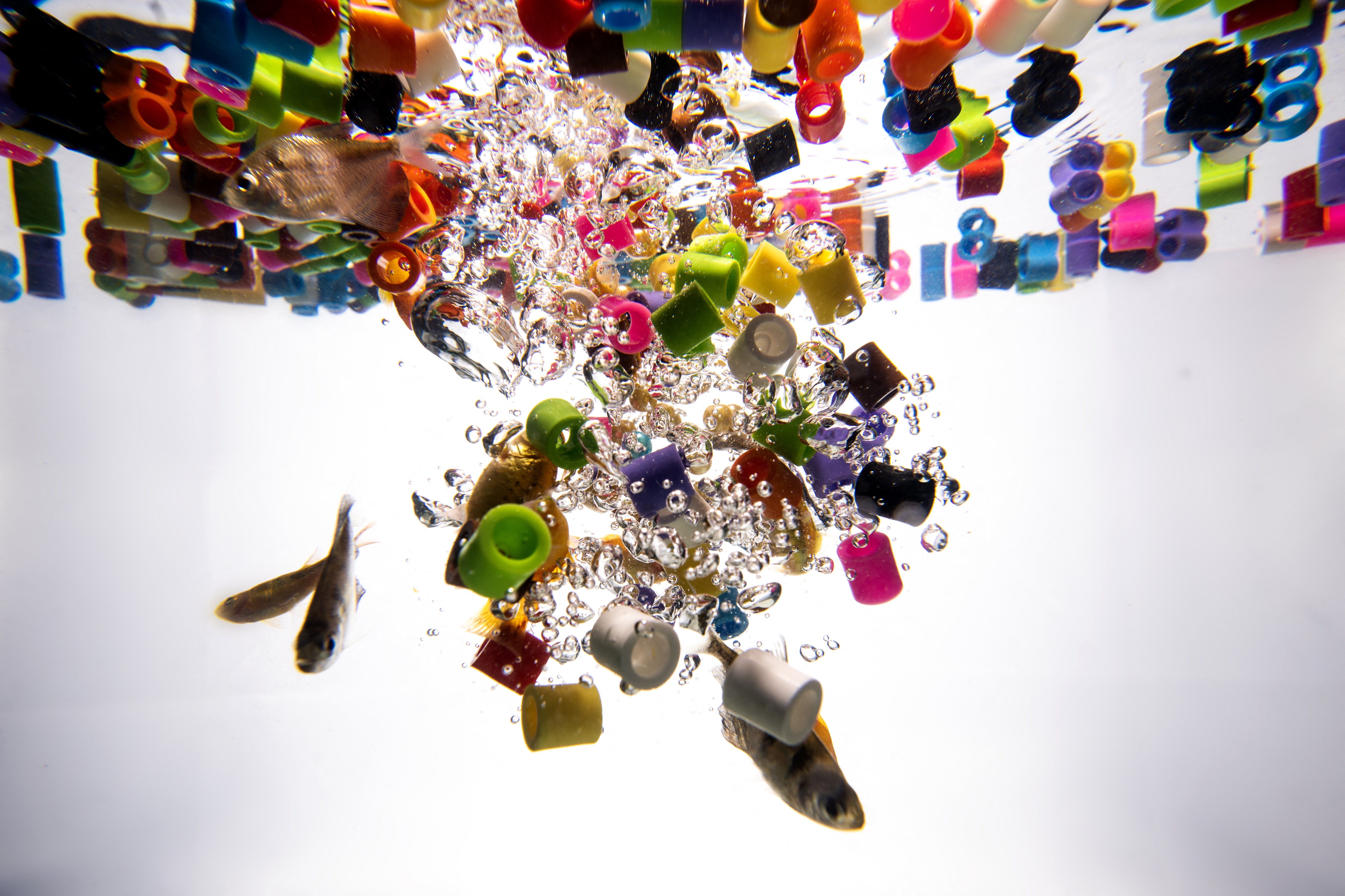 Microplastics React With Water, a New Study Says. That’s a Problem for Biology — Wired, New York Technology news
